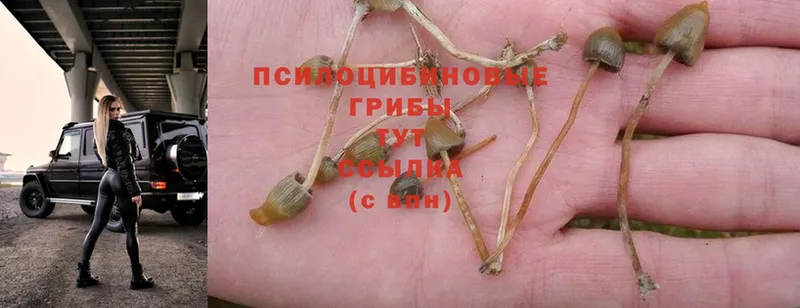 Псилоцибиновые грибы Psilocybe  Нягань 